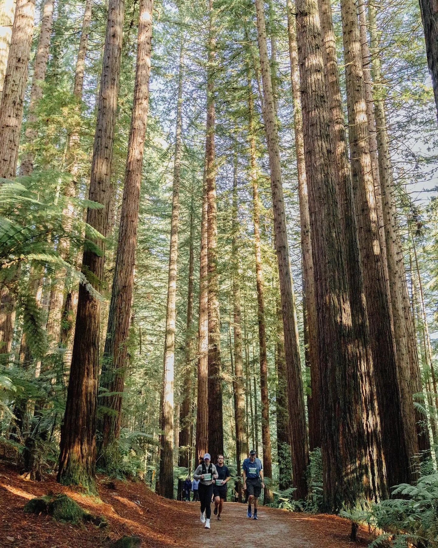 🌳🌳🌳