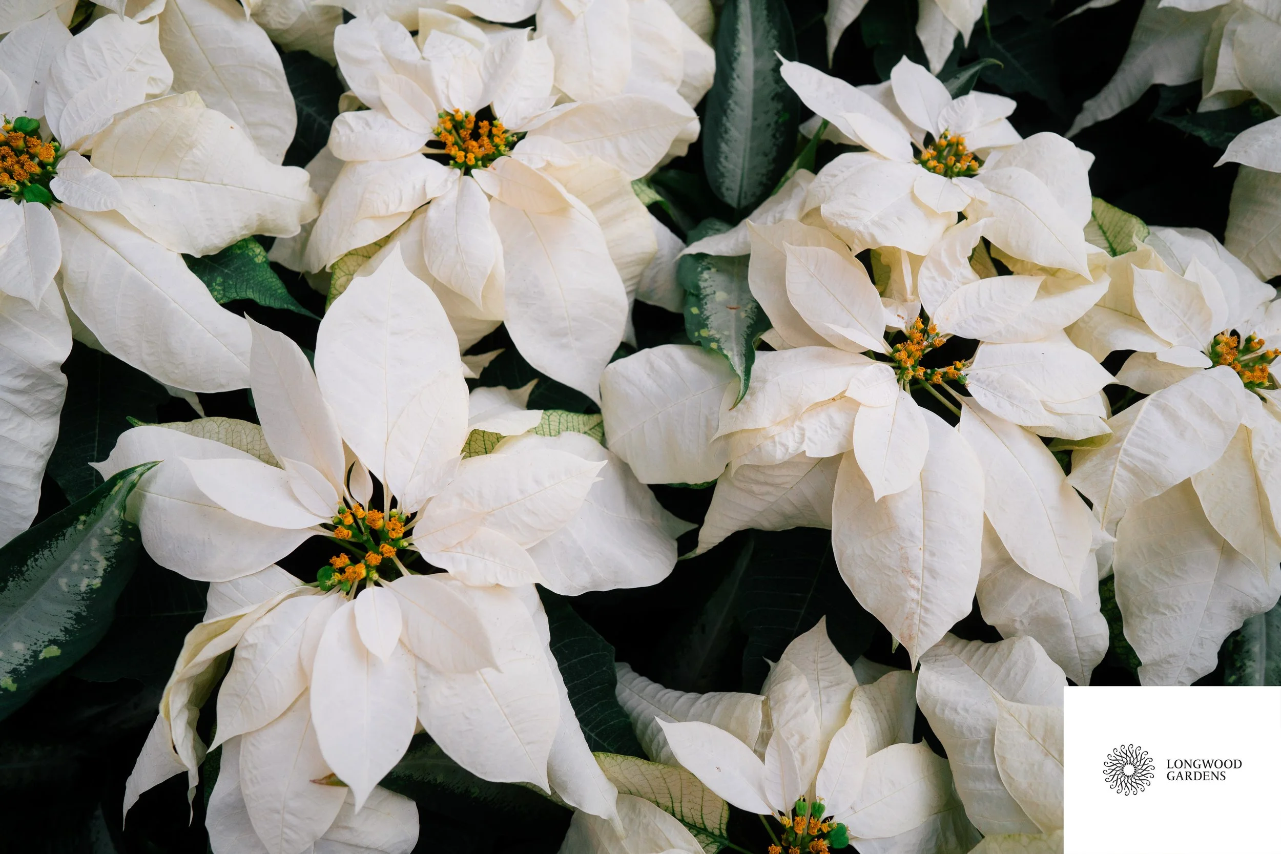 White poinsettia flowers with yellow centers and green leaves.