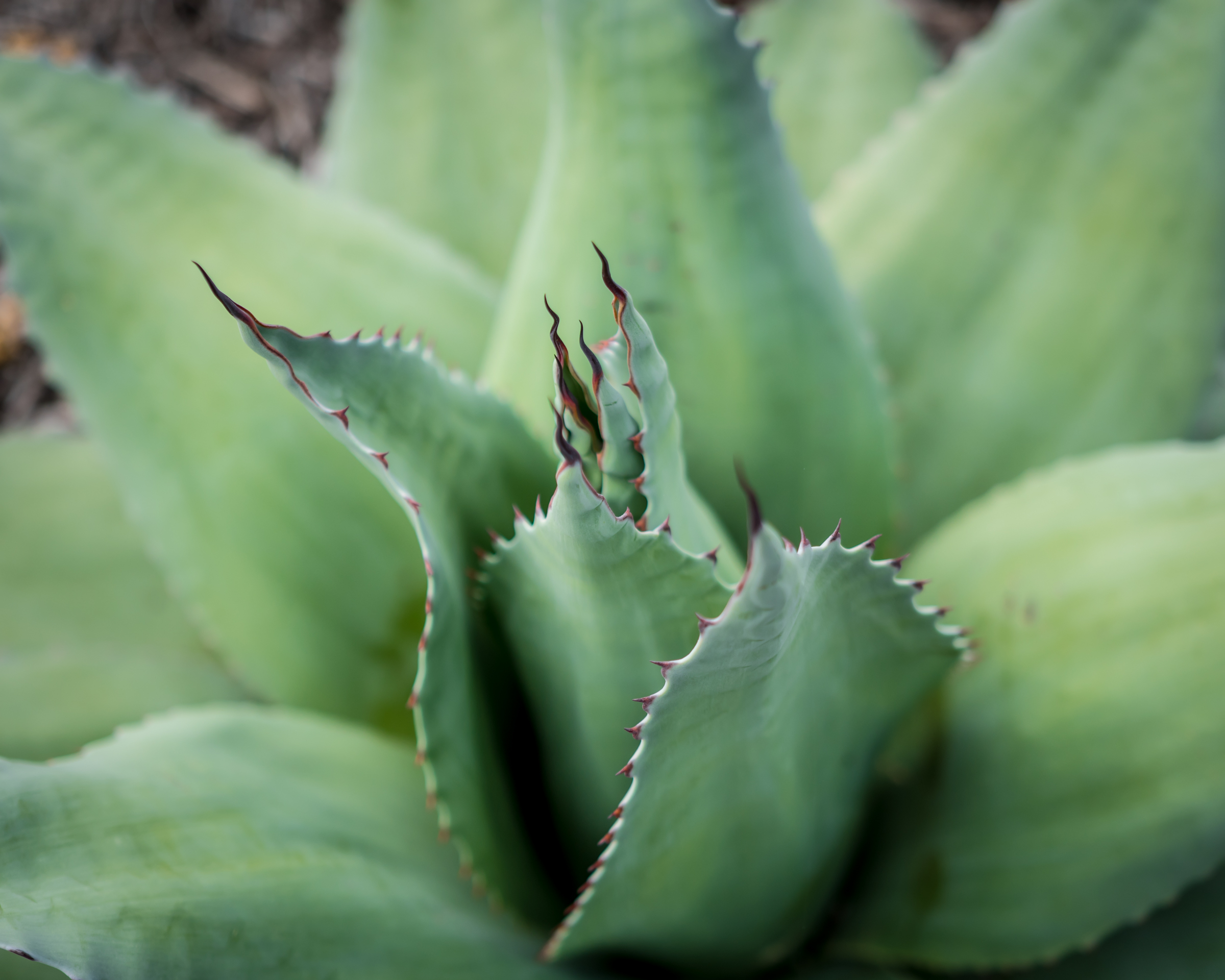 Aloe.jpg