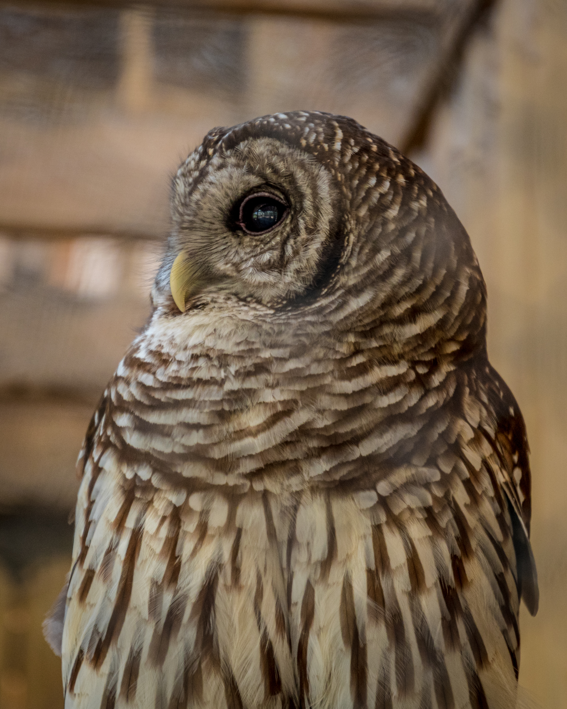 Owl.jpg