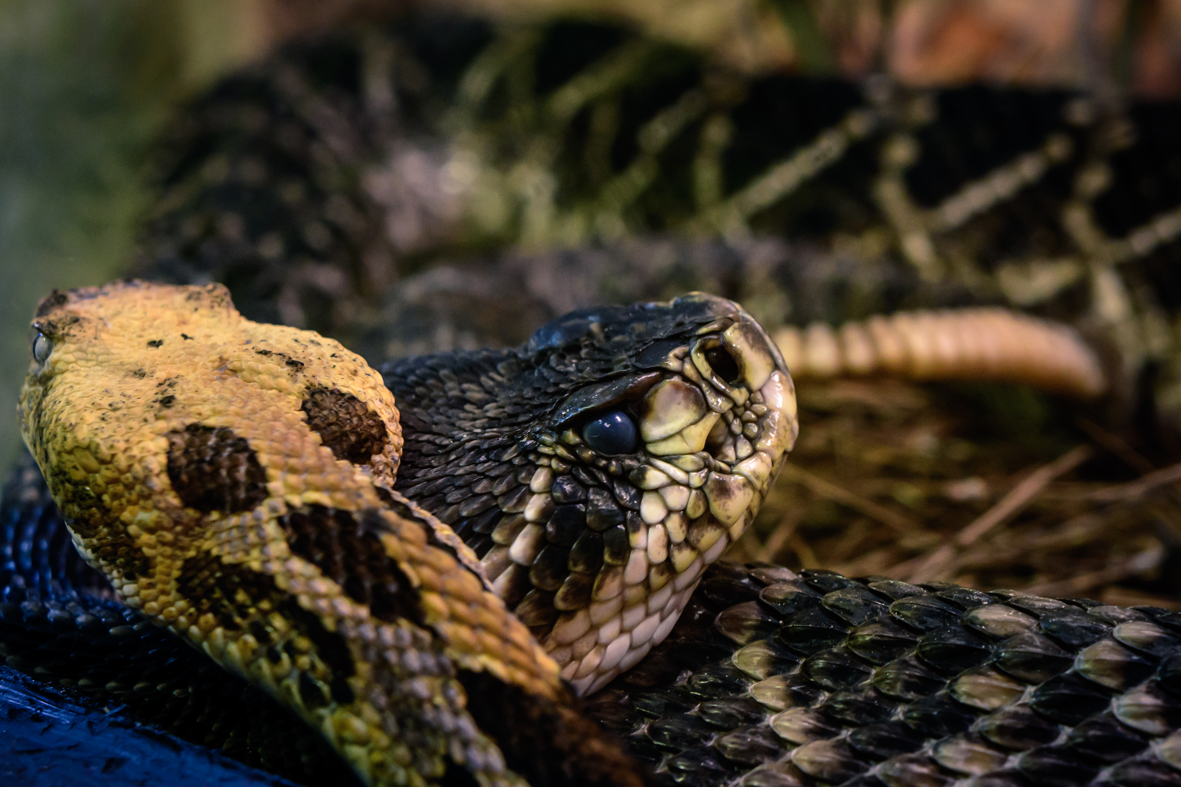 Snakes.jpg