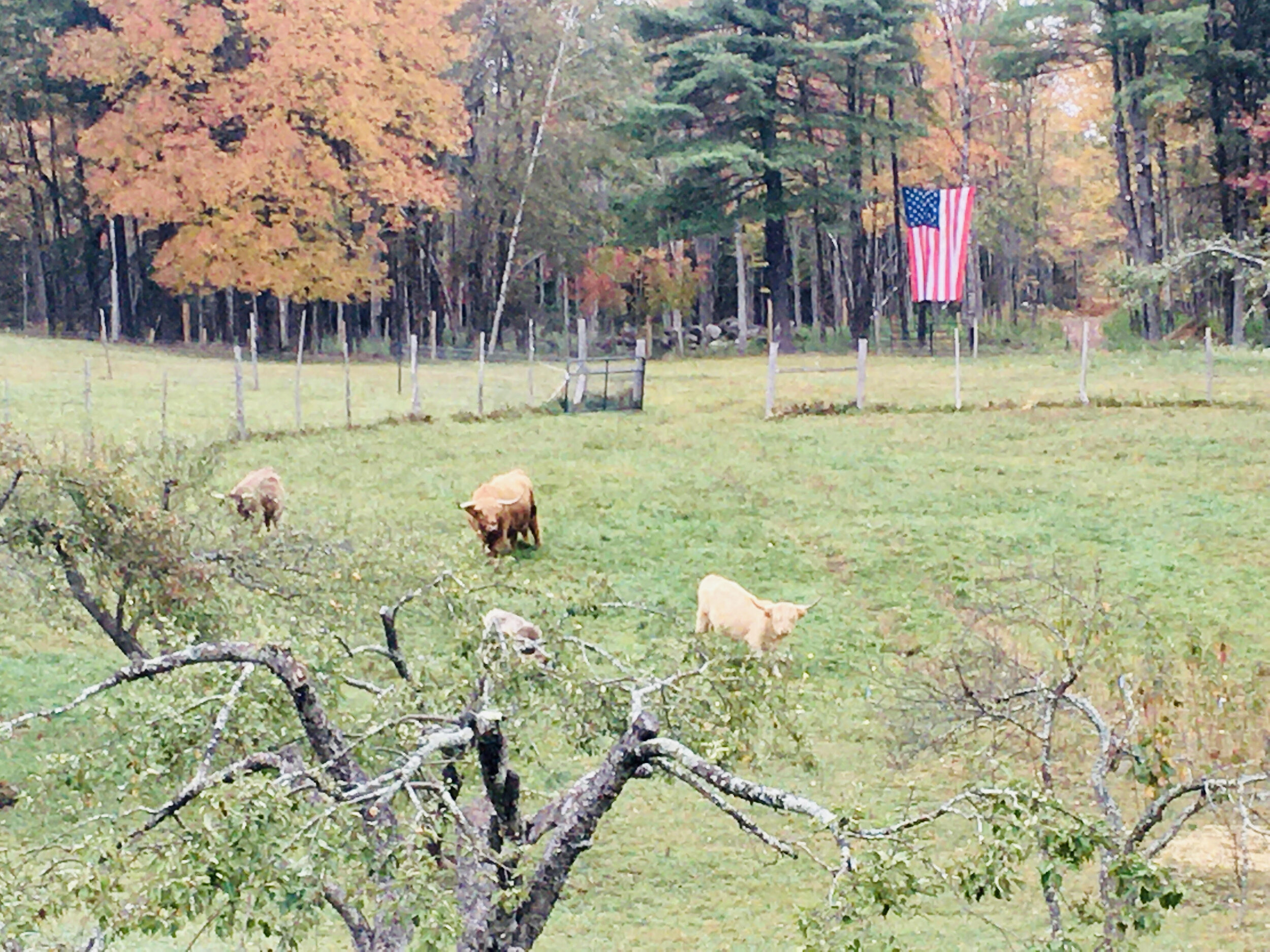 cattle field flag.jpg