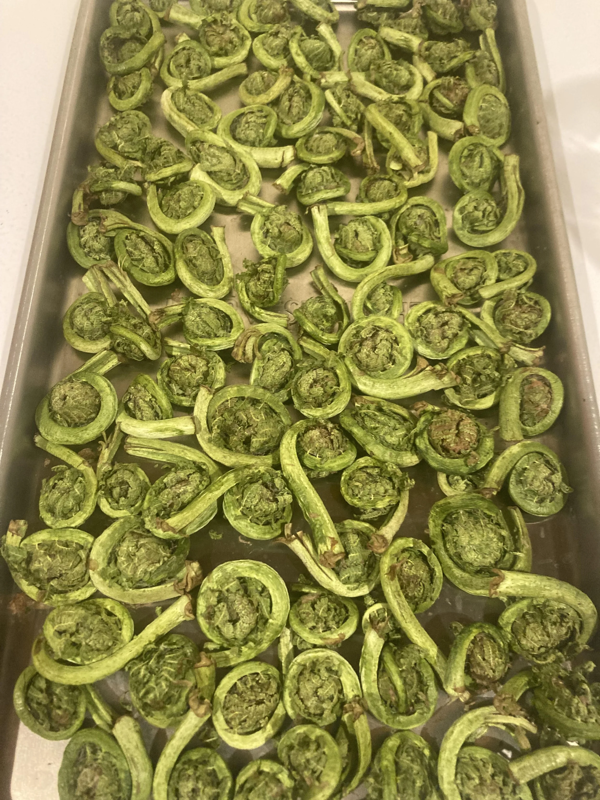 Freeze dried Fiddlehead 1.jpeg