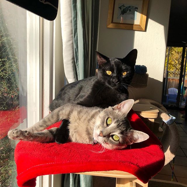 Jonas sharing a cuddle with resident kitty, Shade. Jonas had seizure activity late last night but is her happy self today. Thank you kitten angels  for the donations that help us provide care for sweet Jonas.  #savinggracerescueseattle #specialfeatur