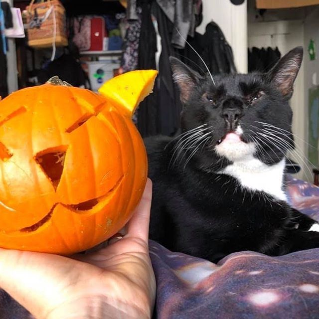 Happy Halloween from one our beautiful adopted kitties and his talented owner 🐾🎃