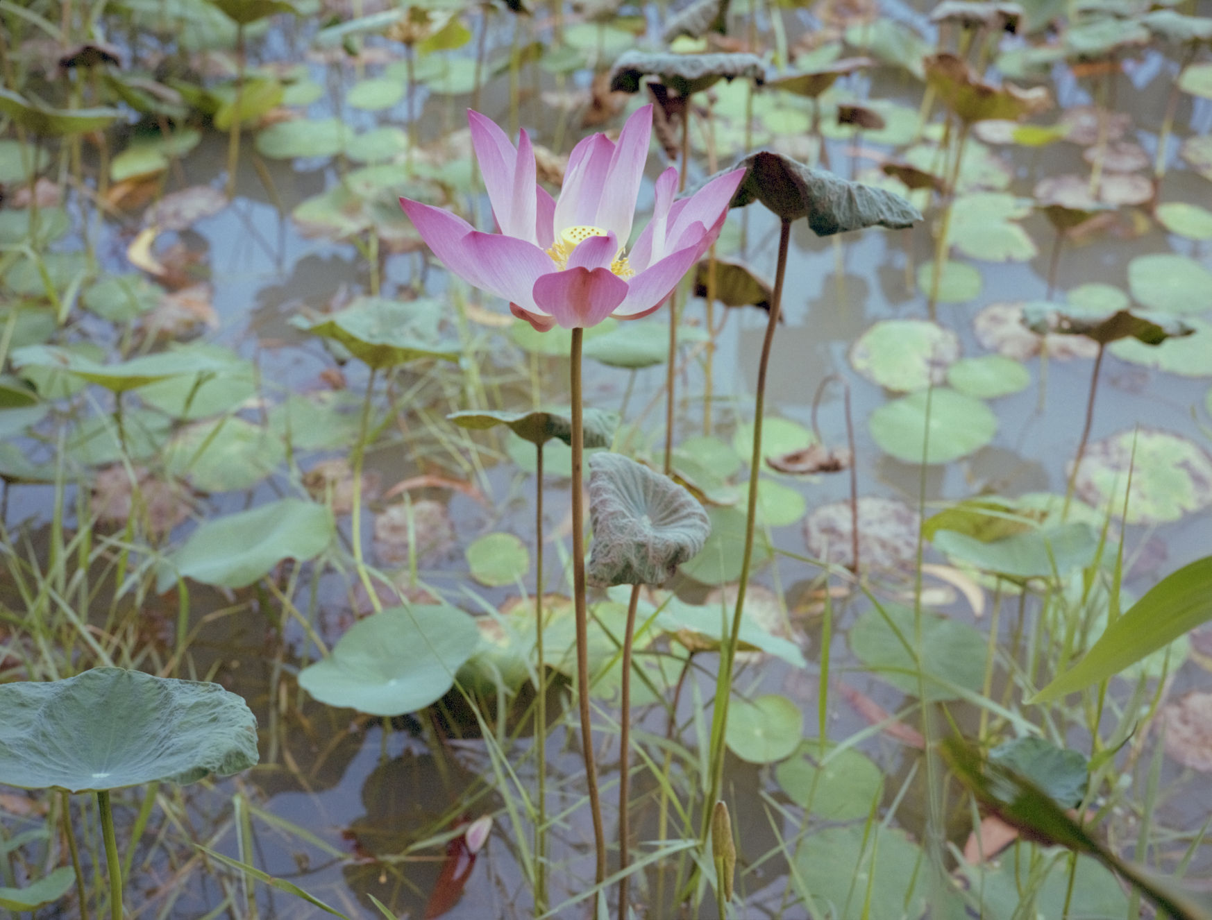 Screenshot 2026-01-10 at 3.25.42 PM.png