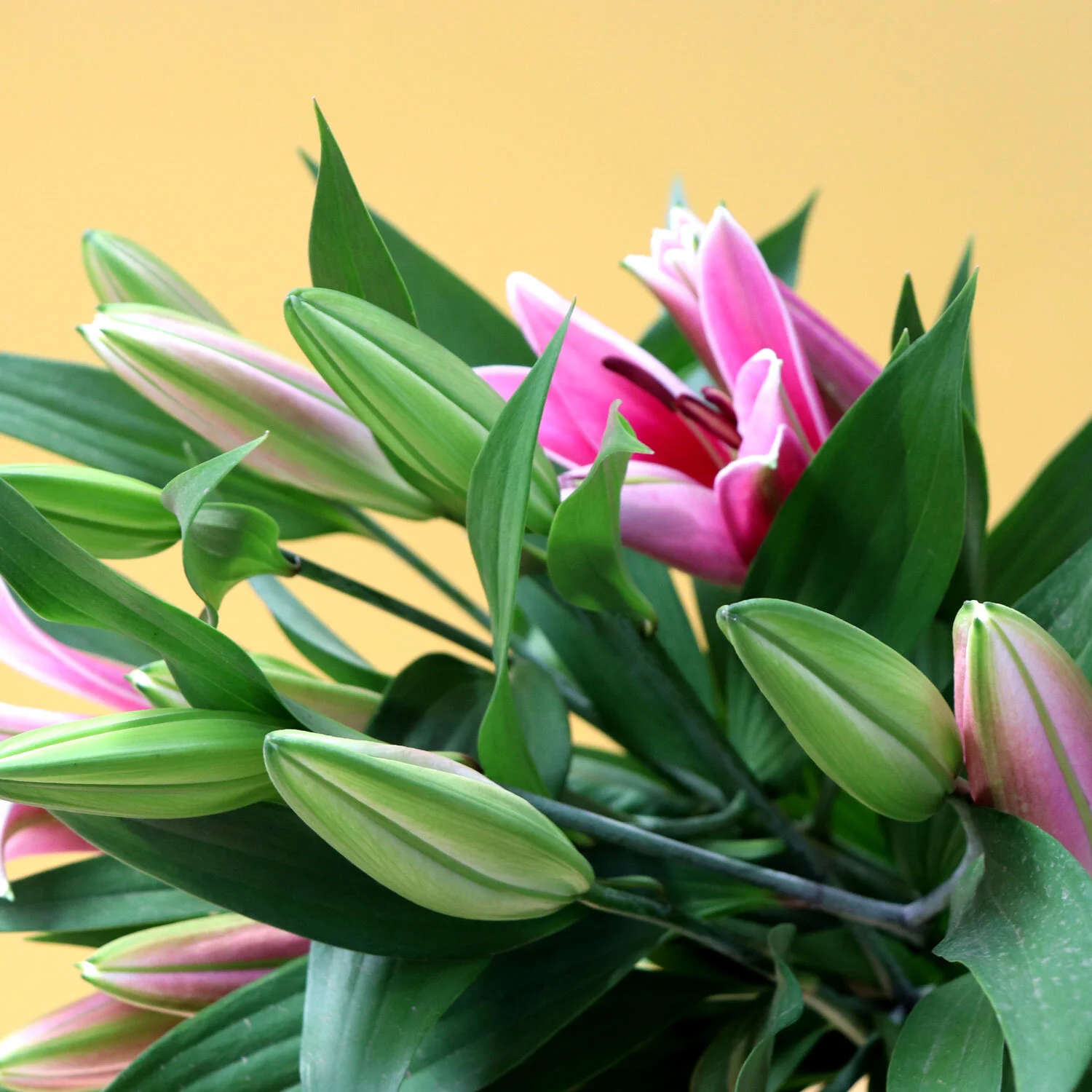 Market Fresh Flowers
