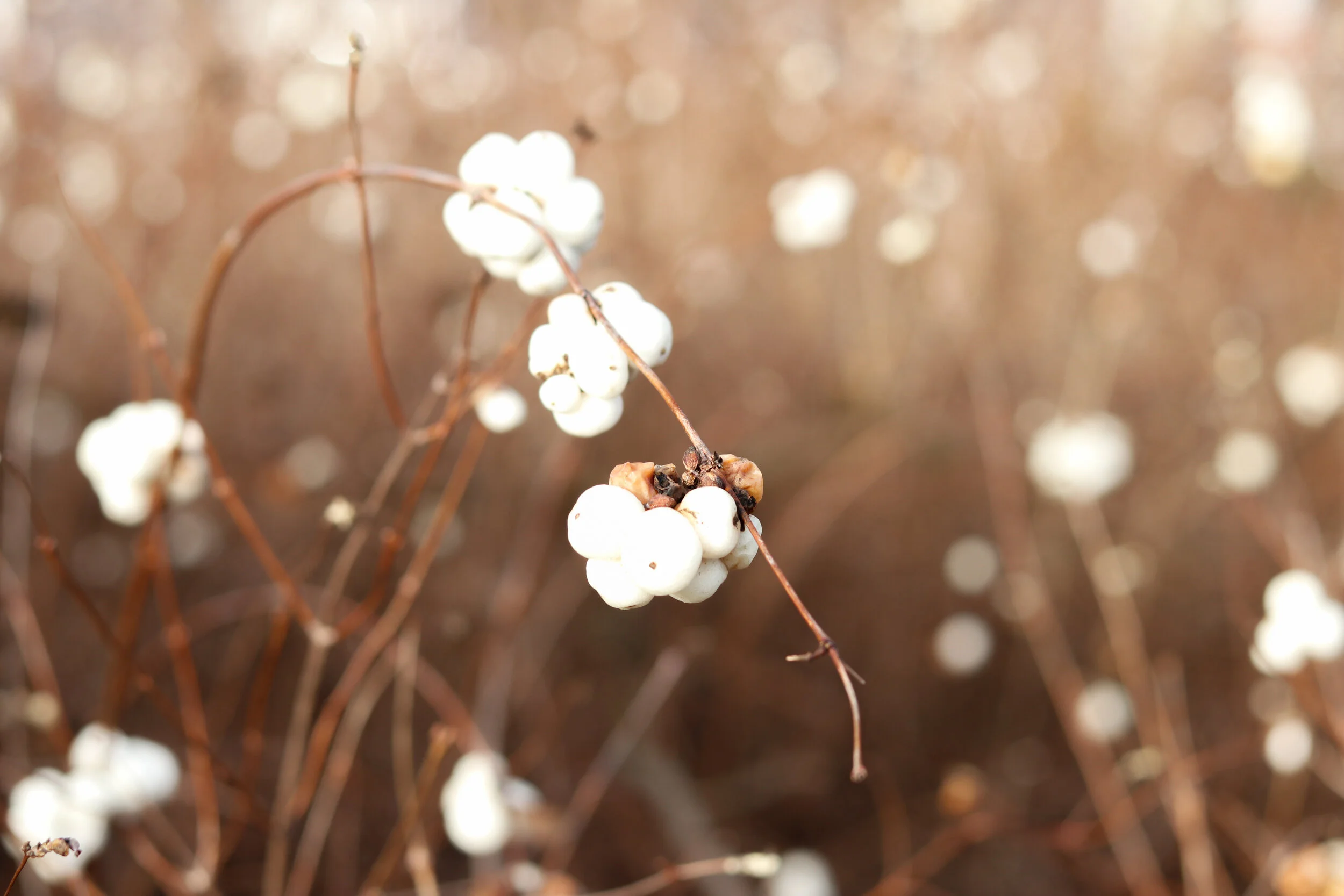 _MG_6919.jpg