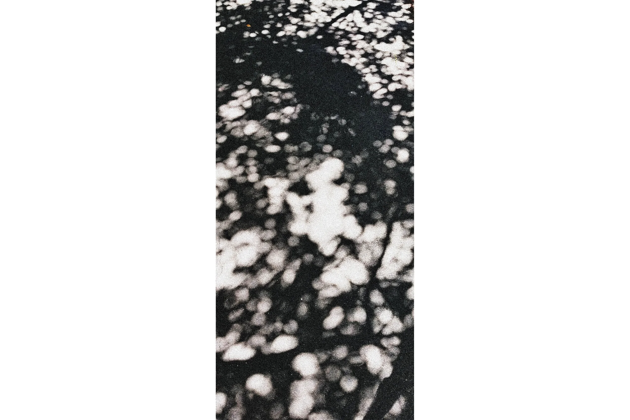 noisy shade.jpg