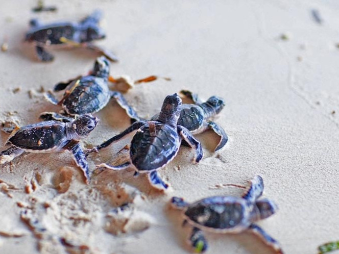 Kosgoda-Turtle-Conservation-Project.jpg