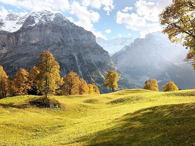 🍂Green trees are just too ordinary🍂 #loveautumn
.
.
♖ _____Grindelwald, Switzerland
↬ _____October 2019
♡ _____with @paganick88
.
.
#grindelwald #autumn #grindelwald_eiger #jungfrauregion #madeinbern #swissmountains #swissalps #visitswitzerland #il