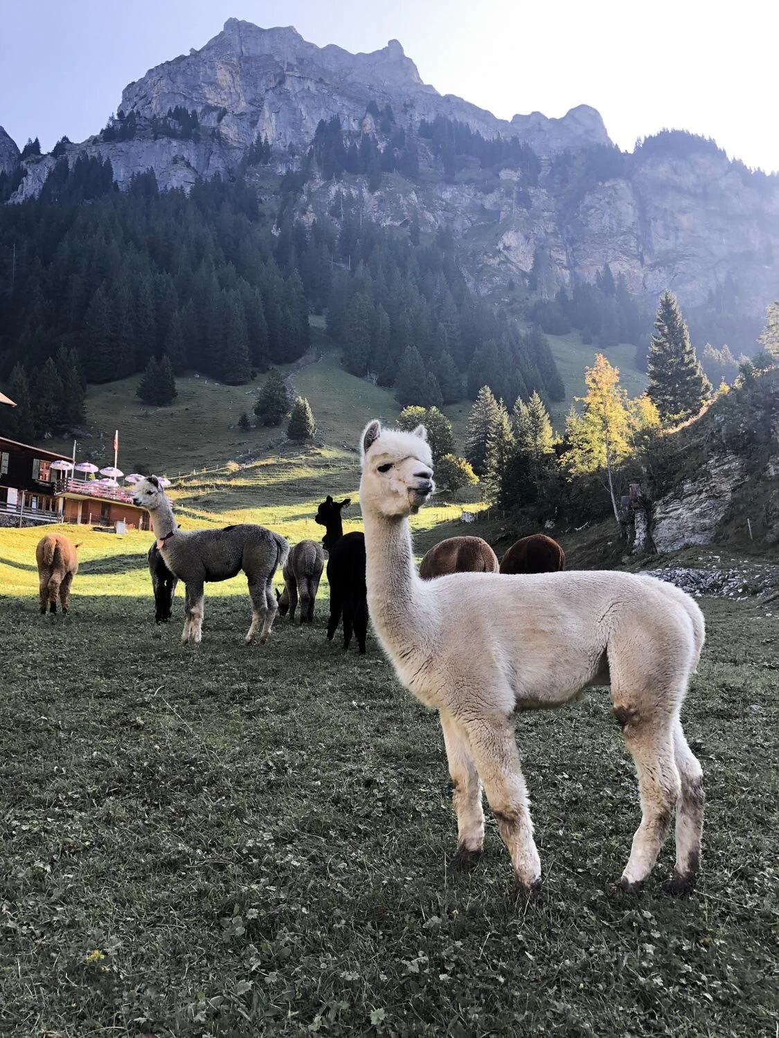 The Swiss Alpacas
