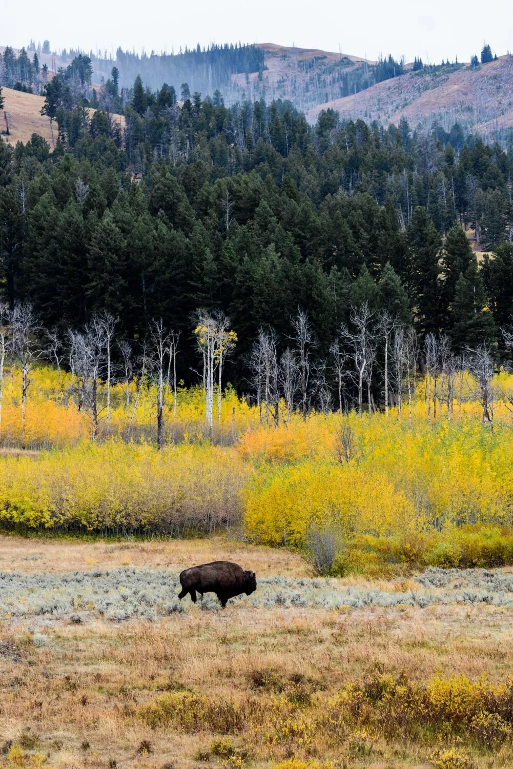 The most beautiful places of Yellowstone