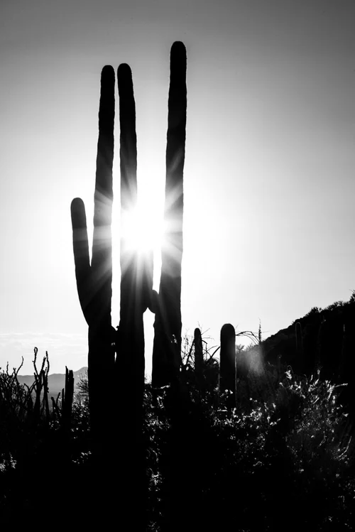 In the shadow of a giant cactus at Saguaro National Park  Ubiquitous.