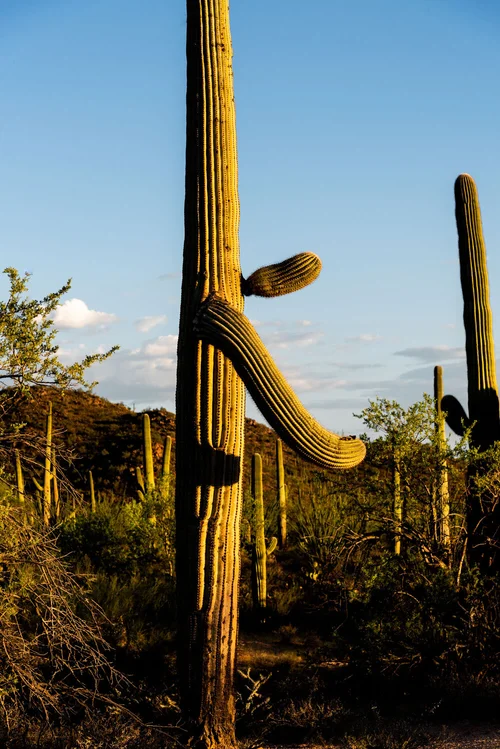 In the shadow of a giant cactus at Saguaro National Park  Ubiquitous.
