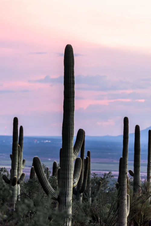 In the shadow of a giant cactus at Saguaro National Park  Ubiquitous.