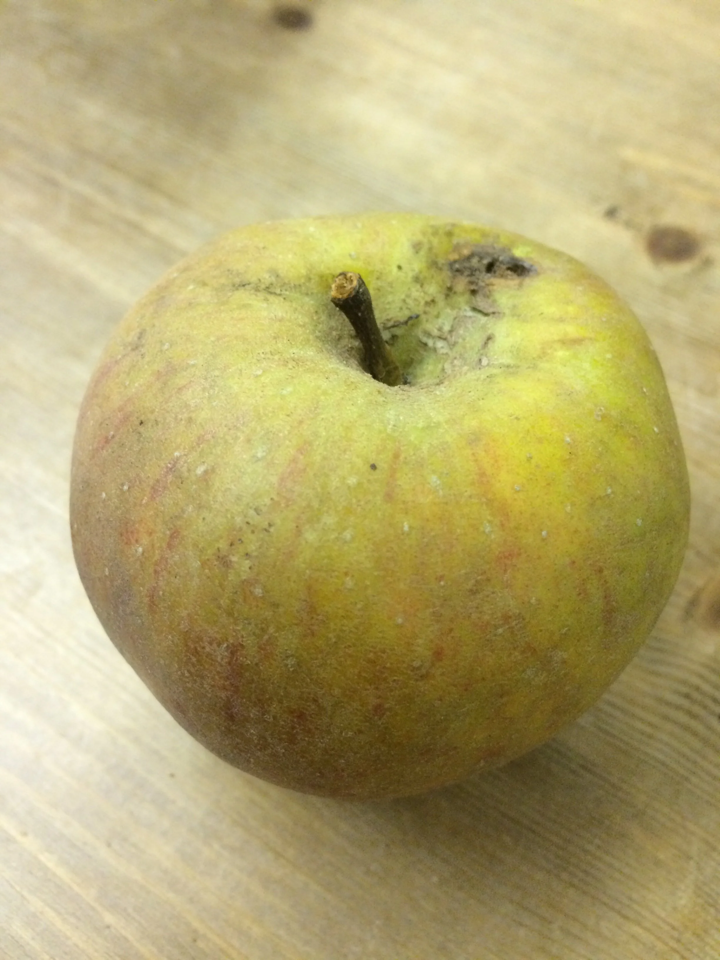 ashmeads kernel.jpeg