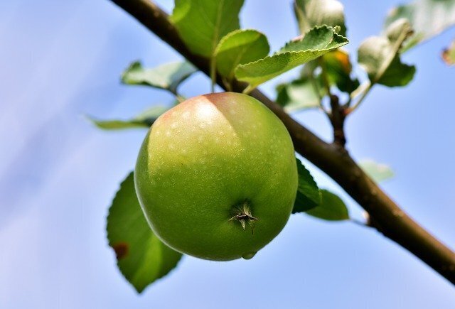 2apple.jpeg