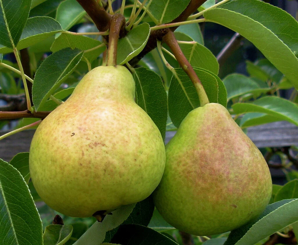 pear1.jpeg