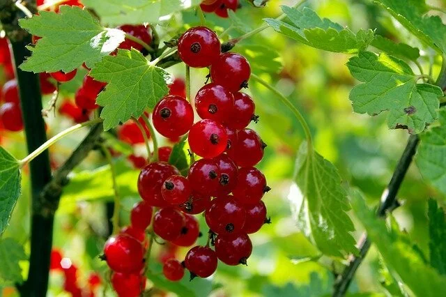 redcurrant.jpeg
