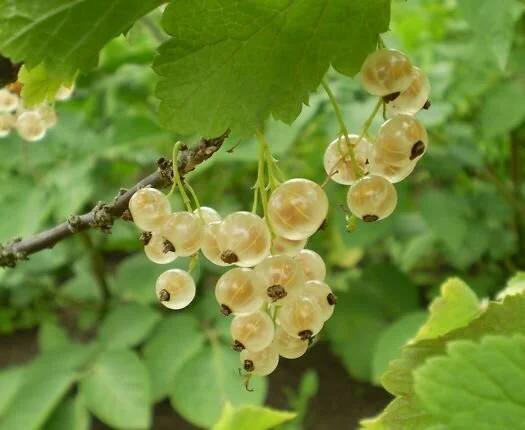 whitecurrant.jpeg