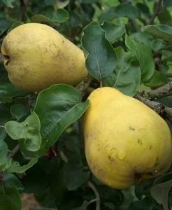Krymsk Quince.jpg