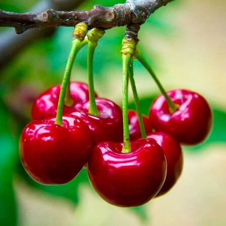 Cherry1.jpeg