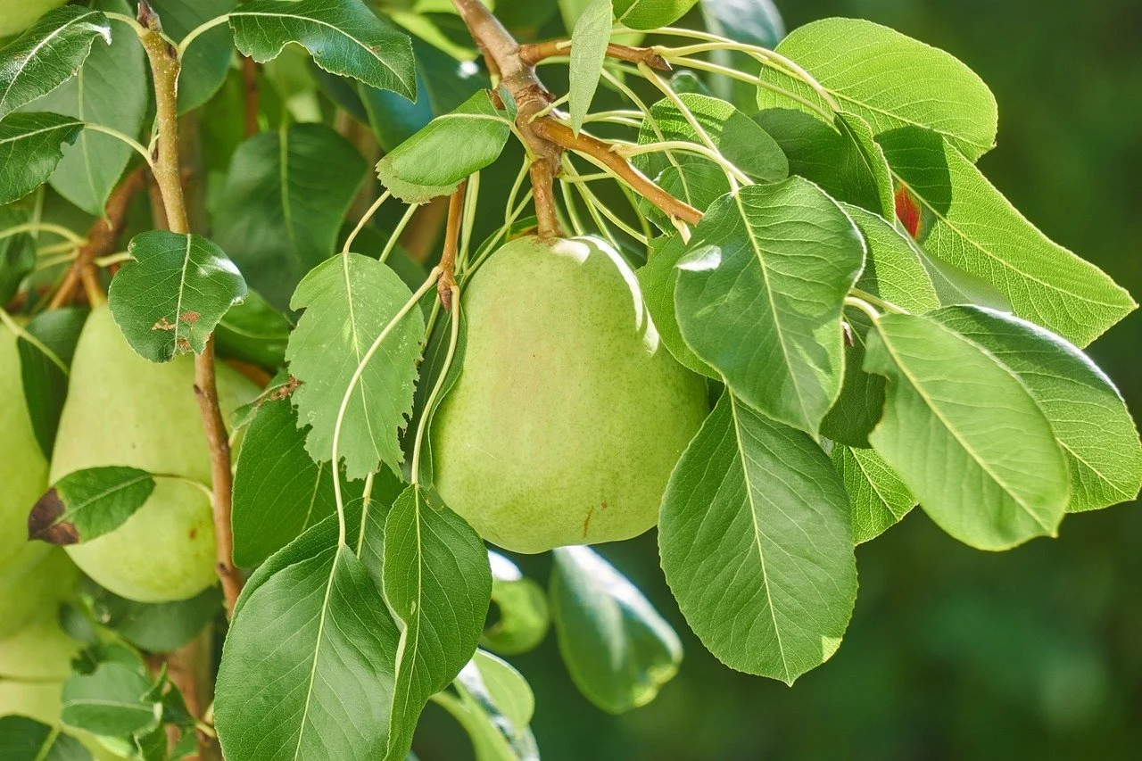 pear-g7b2a7e92f_1280.jpeg
