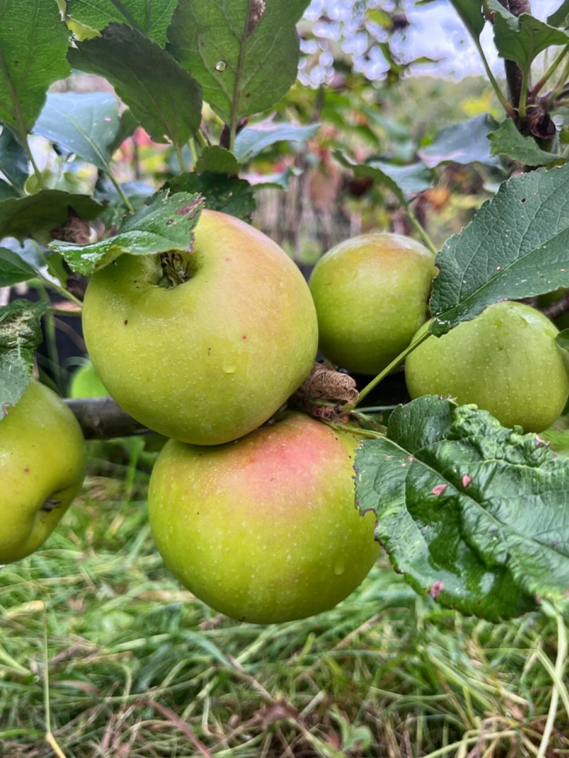 Sheaf Pippin Bareroot