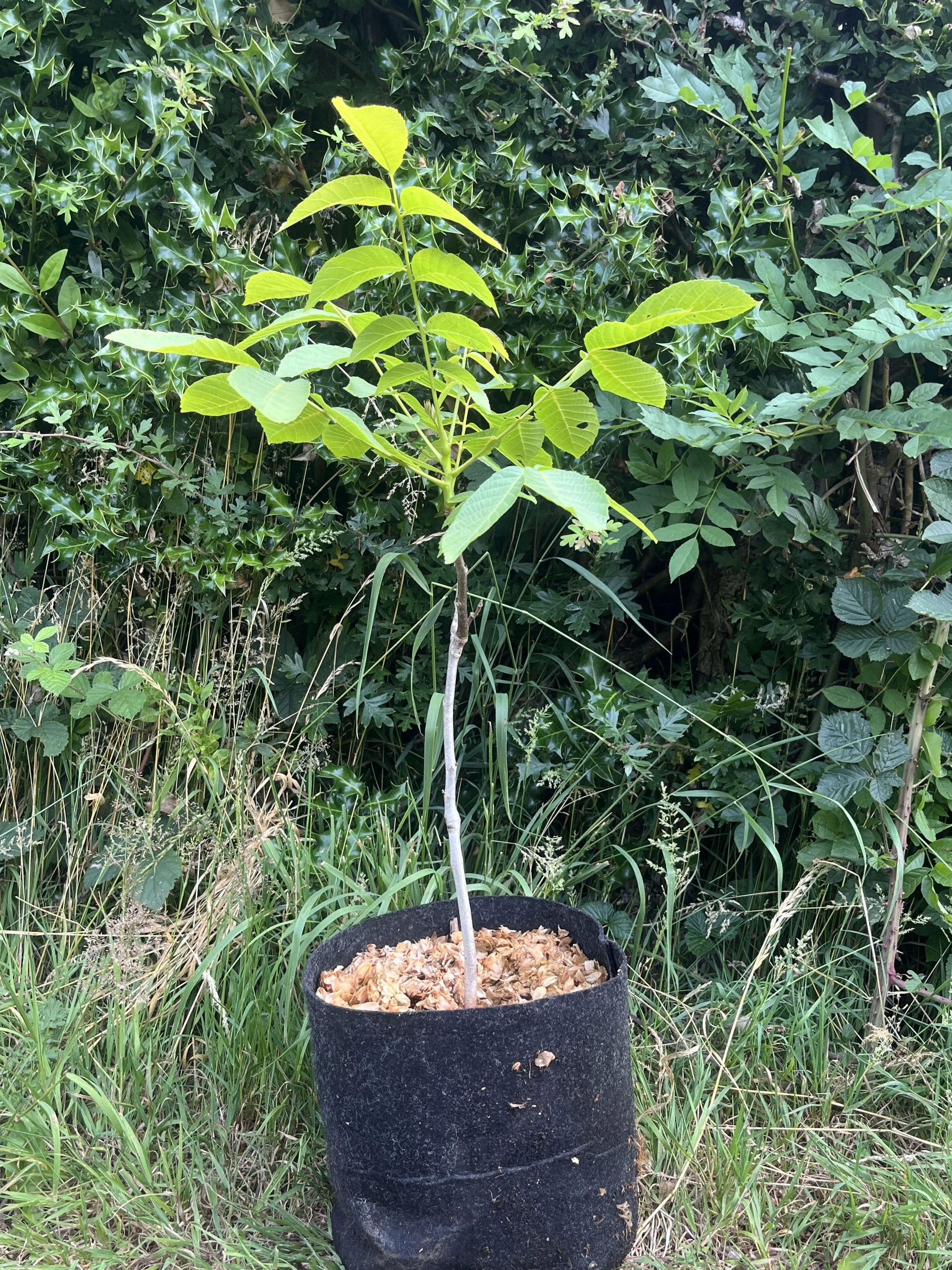 Walnut