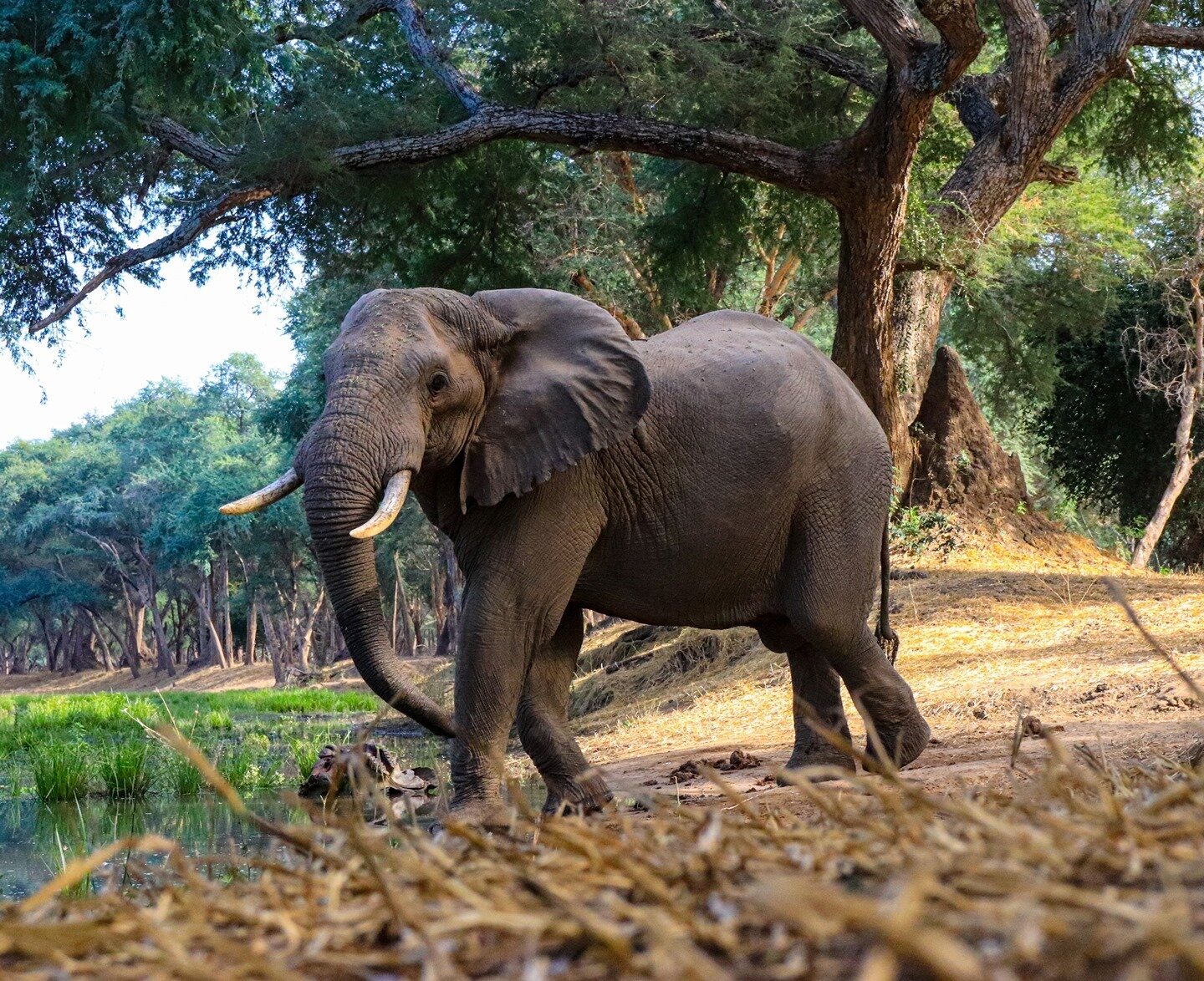 Today is #WorldWildlifeDay !⁠
⁠
This year's theme is 'Forests and Livelihoods: Sustaining People and Planet'. ⁠
⁠
We at iLearnabout are working towards a sustainable future by equipping communities and their youth with the understanding, awareness an