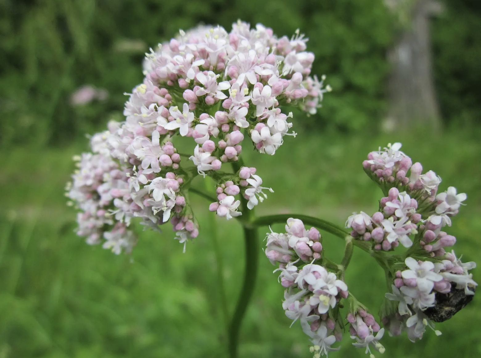 Valerian: A herbal sleep remedy