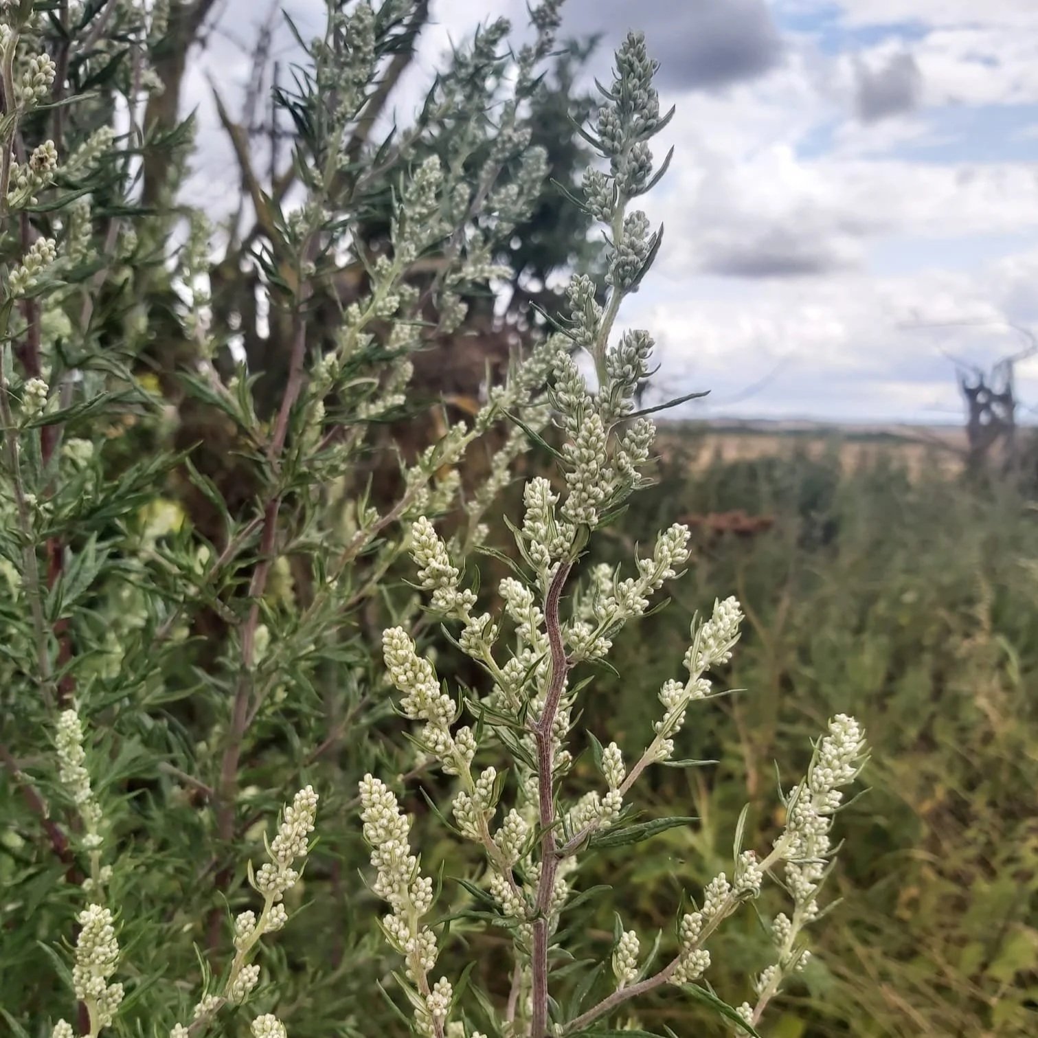 Mugwort: For easing menstrual cramps and tension