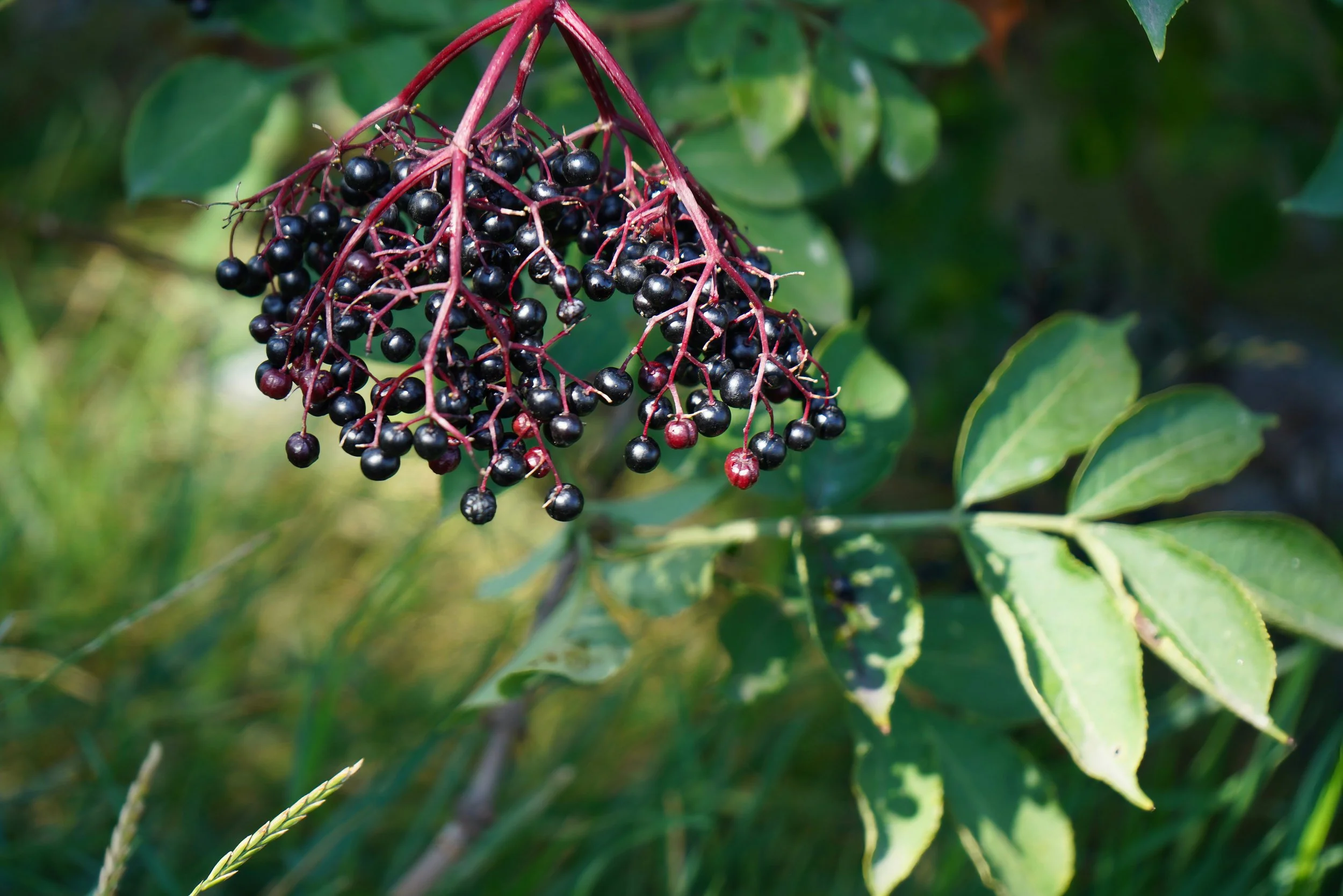 A recipe with immune-boosting Elderberries