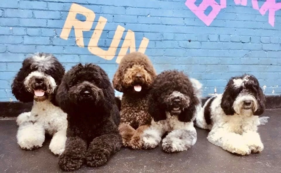 Who’s your pack?  The importance of Belonging.