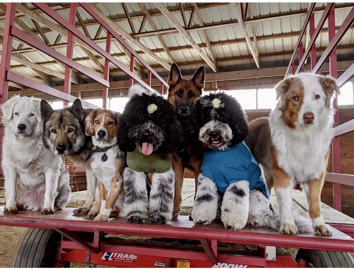 Insuring your “Pack”