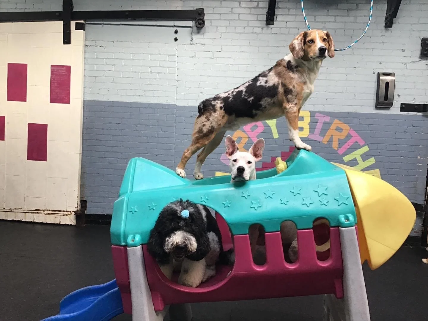 Equality Lesson, Taught by Dogs