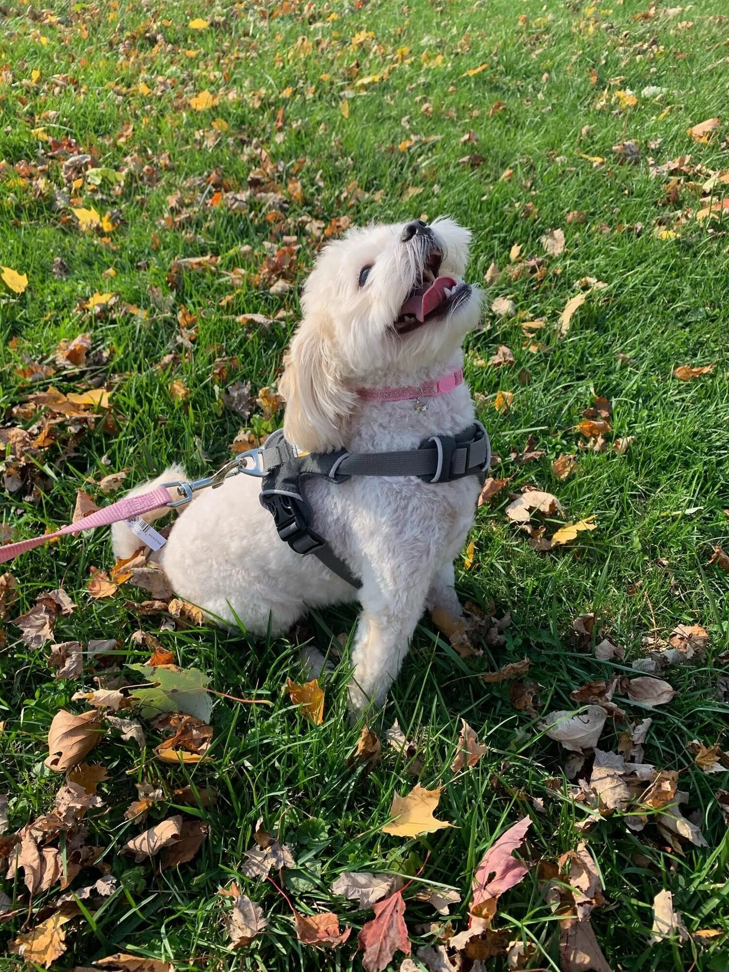 Celebrate, Celebrate, Celebrate!