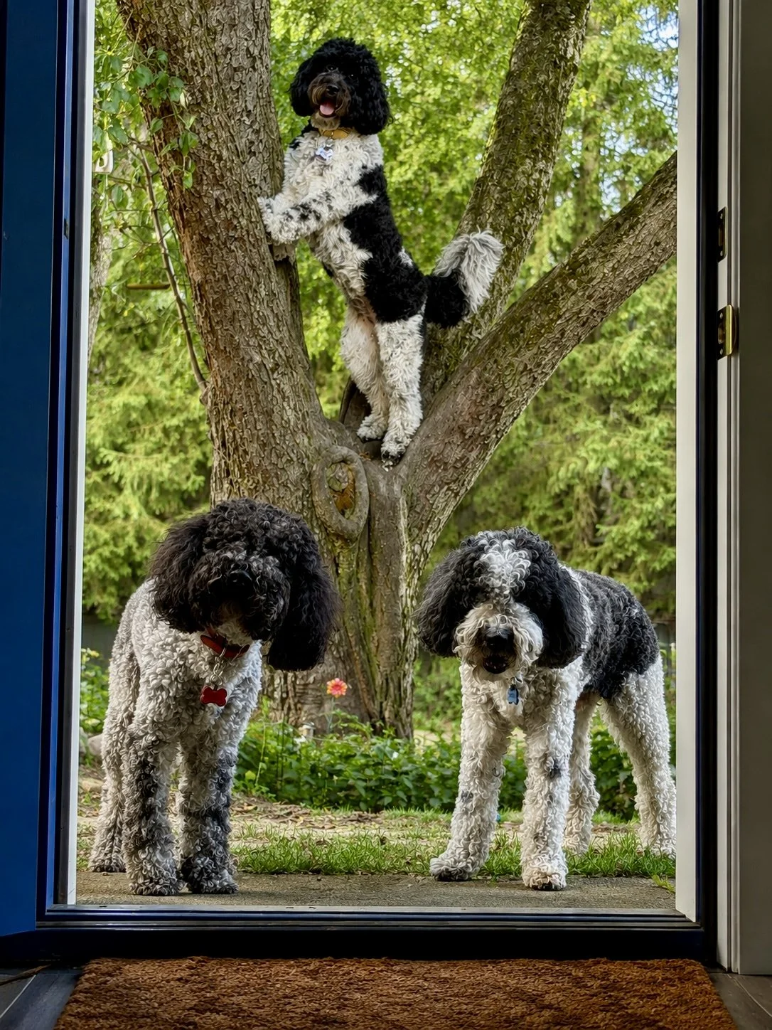 The Many Ways to Open a Door