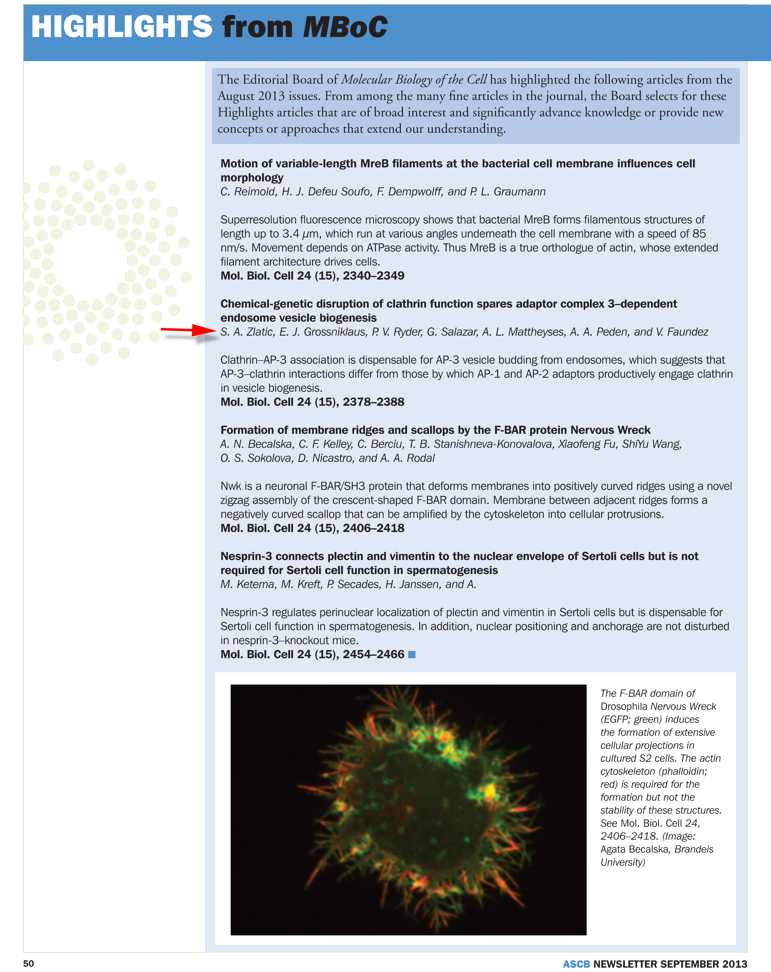 ASCB Newsletter Sept 2013-50 copy.jpg