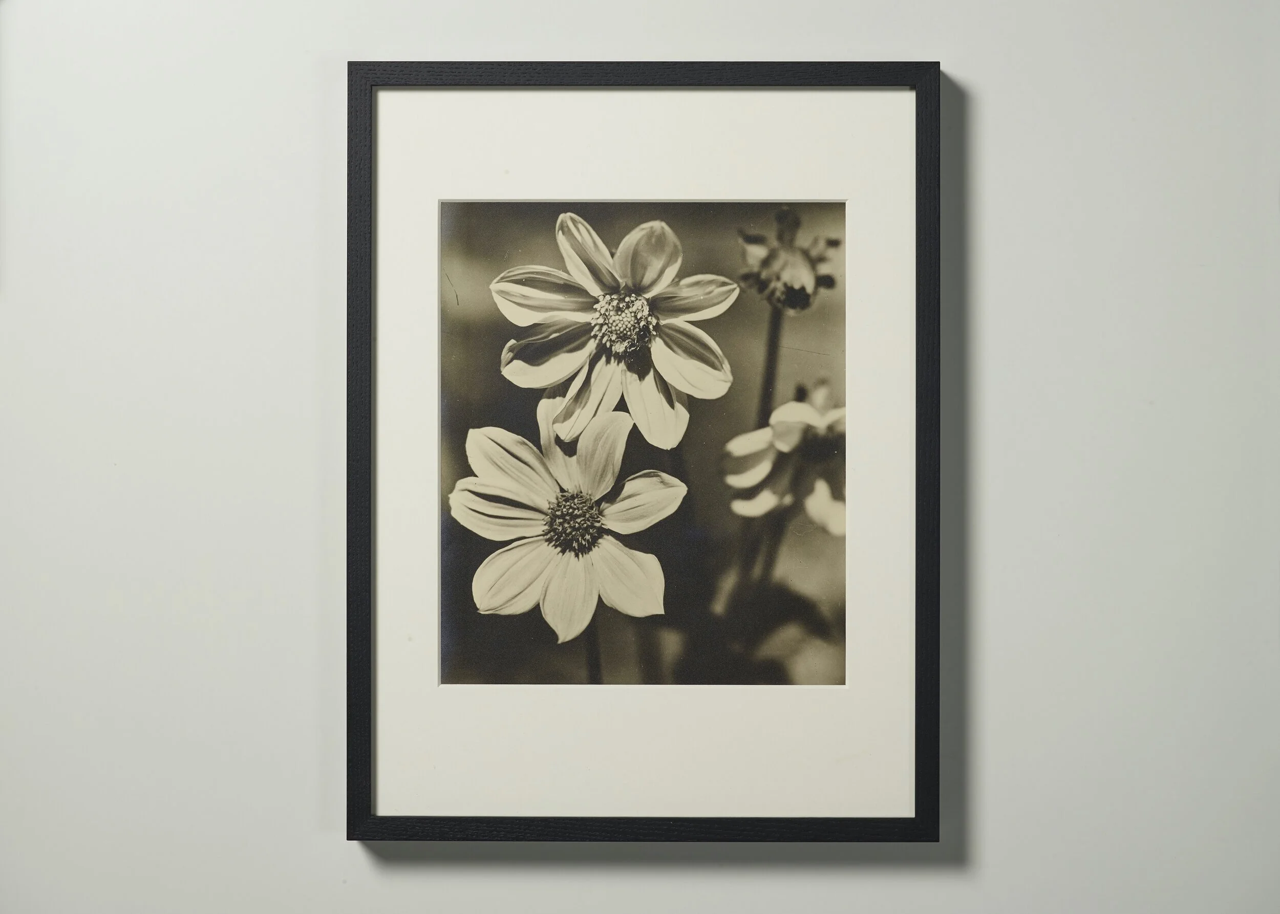 Dahlien_Silbergelatine Baryt Foto_Vintage_Dr. Paul Wolff_1930s