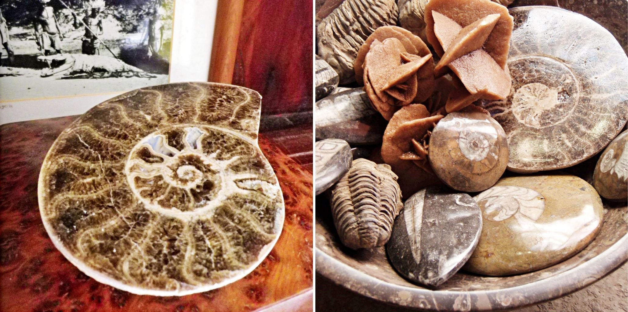 fossils1-side.jpg
