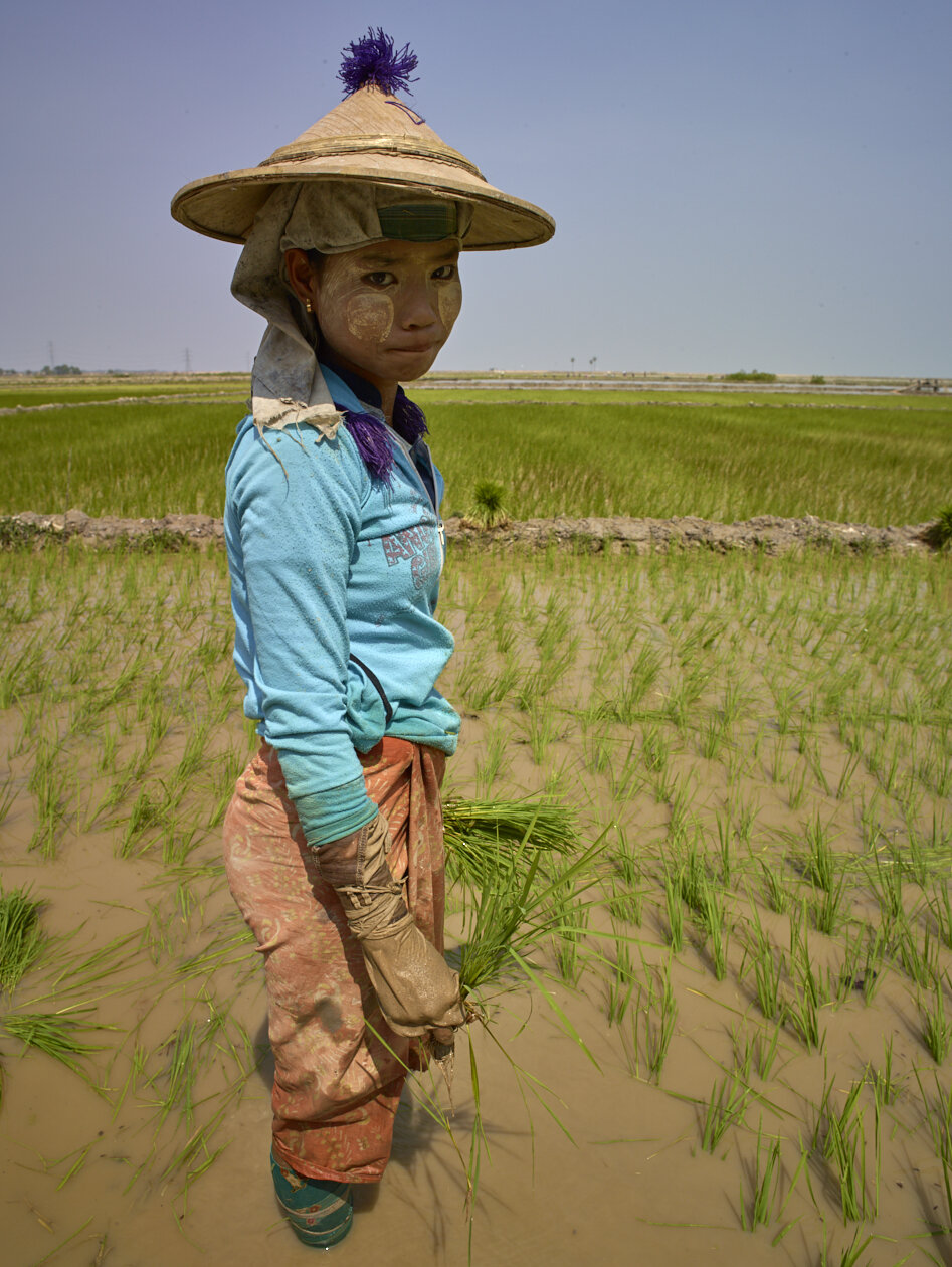 planting rice.jpg