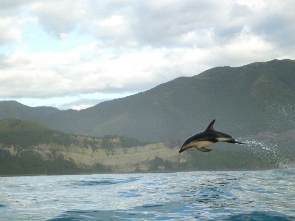 Dusky Dolphin, Kaikoura, New Zealand