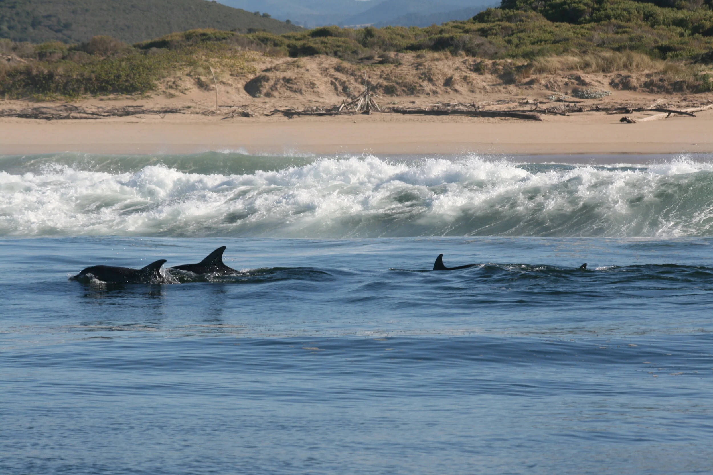 Part of a Common Dolphin Superpod, Plettenberg Bay, South Africa