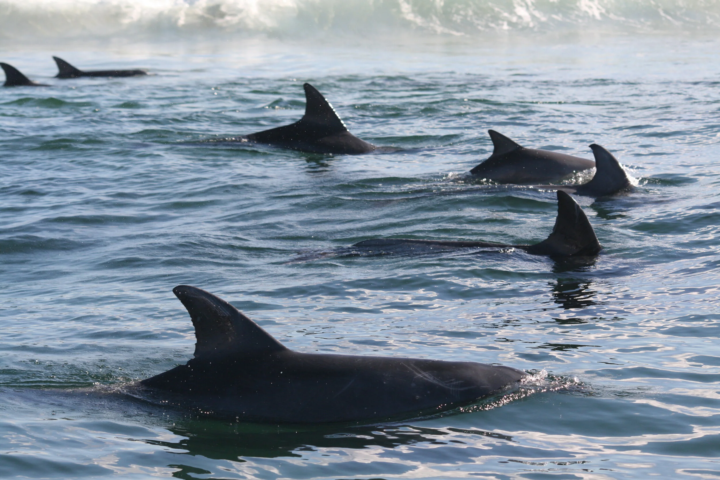 Common Dolphins, Plettenberg Bay, South Africa