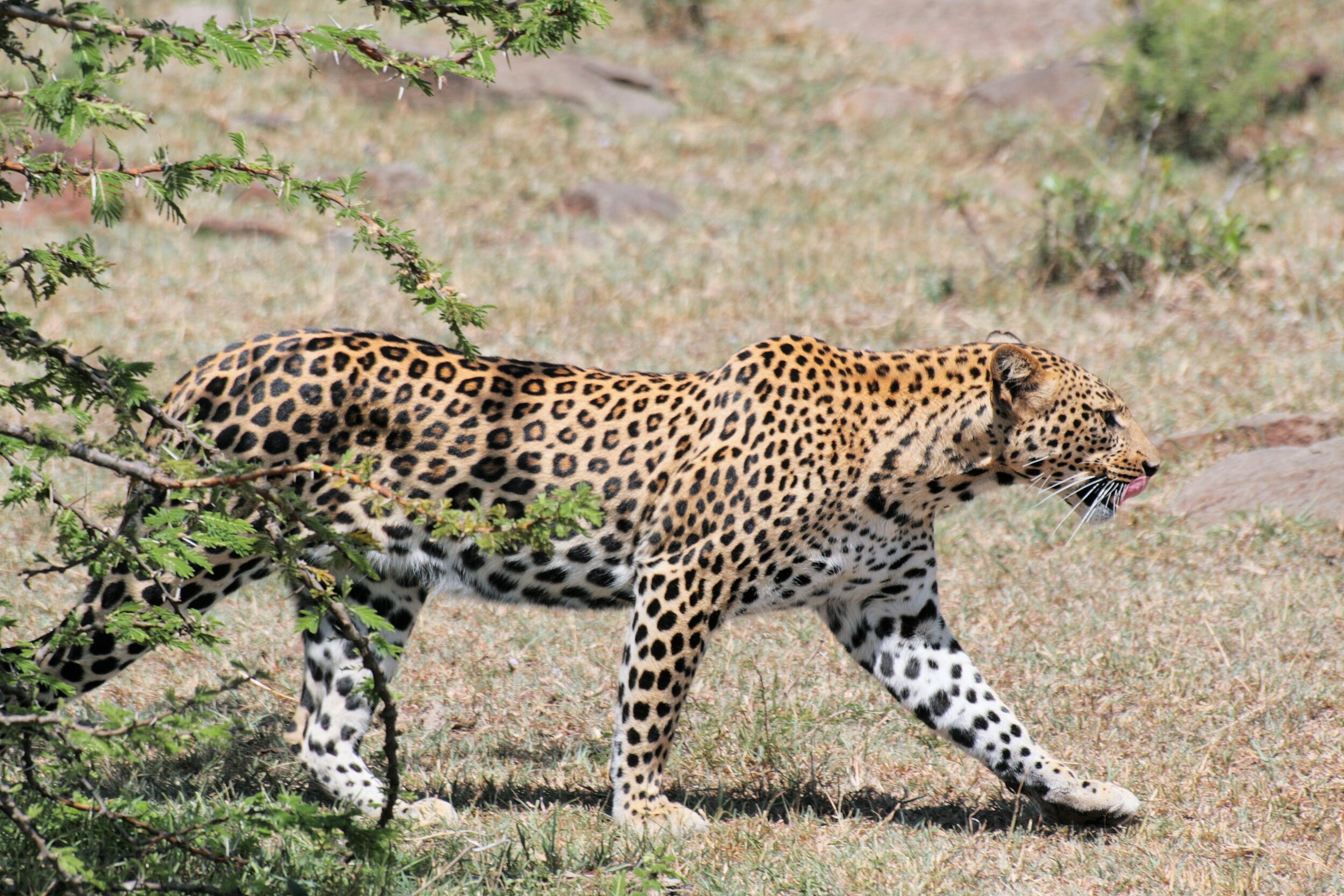 Leopard, Masai Mara, Kenya