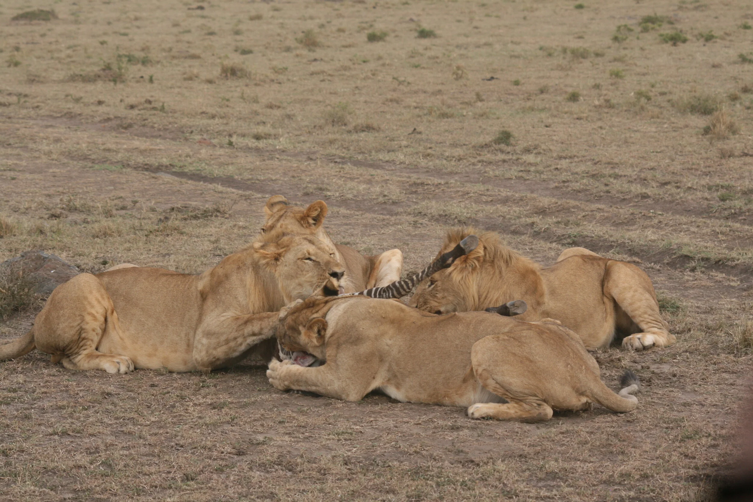 Lions feasting, Masai Mara, Kenya