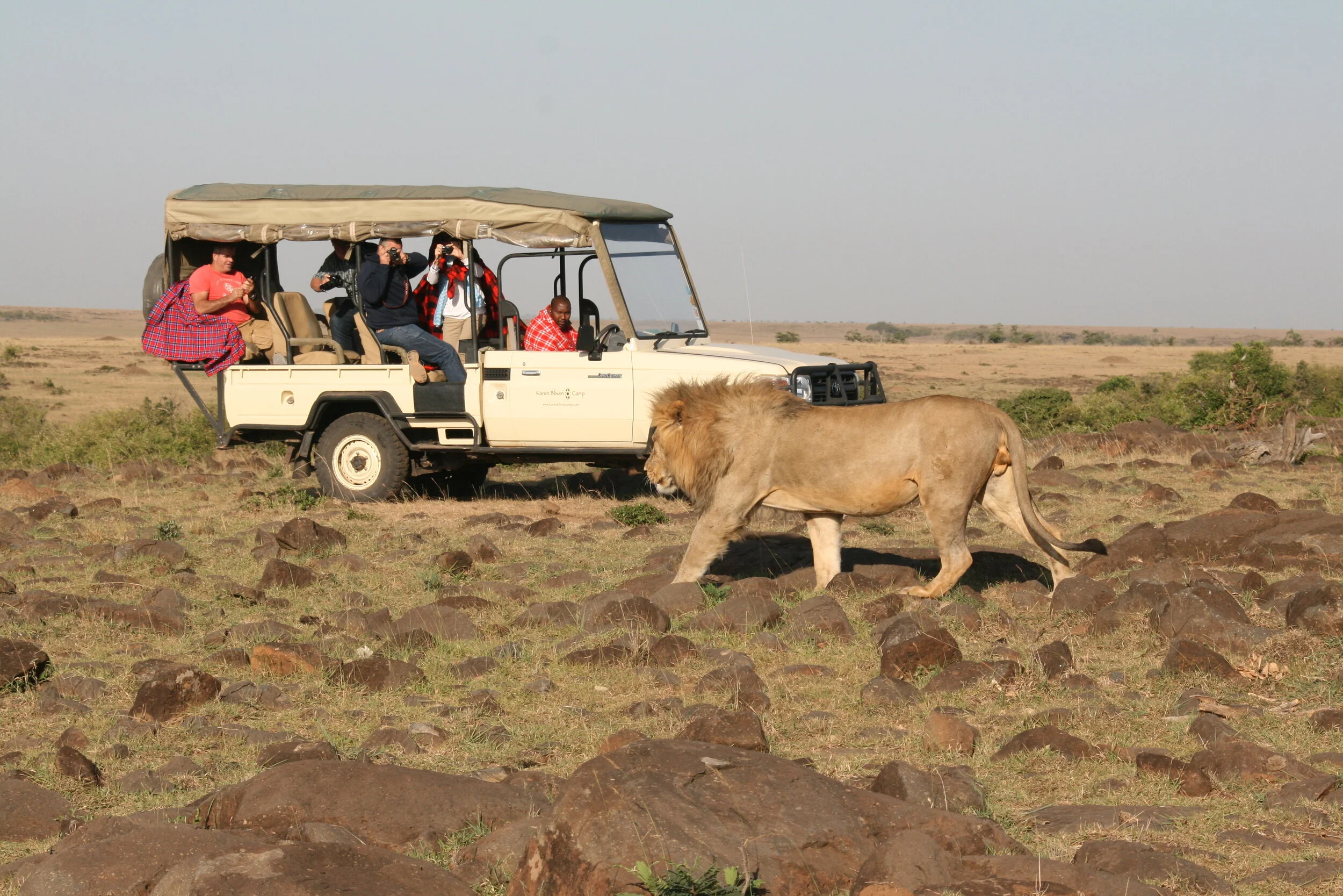 Lion, Masai Mara, Kenya