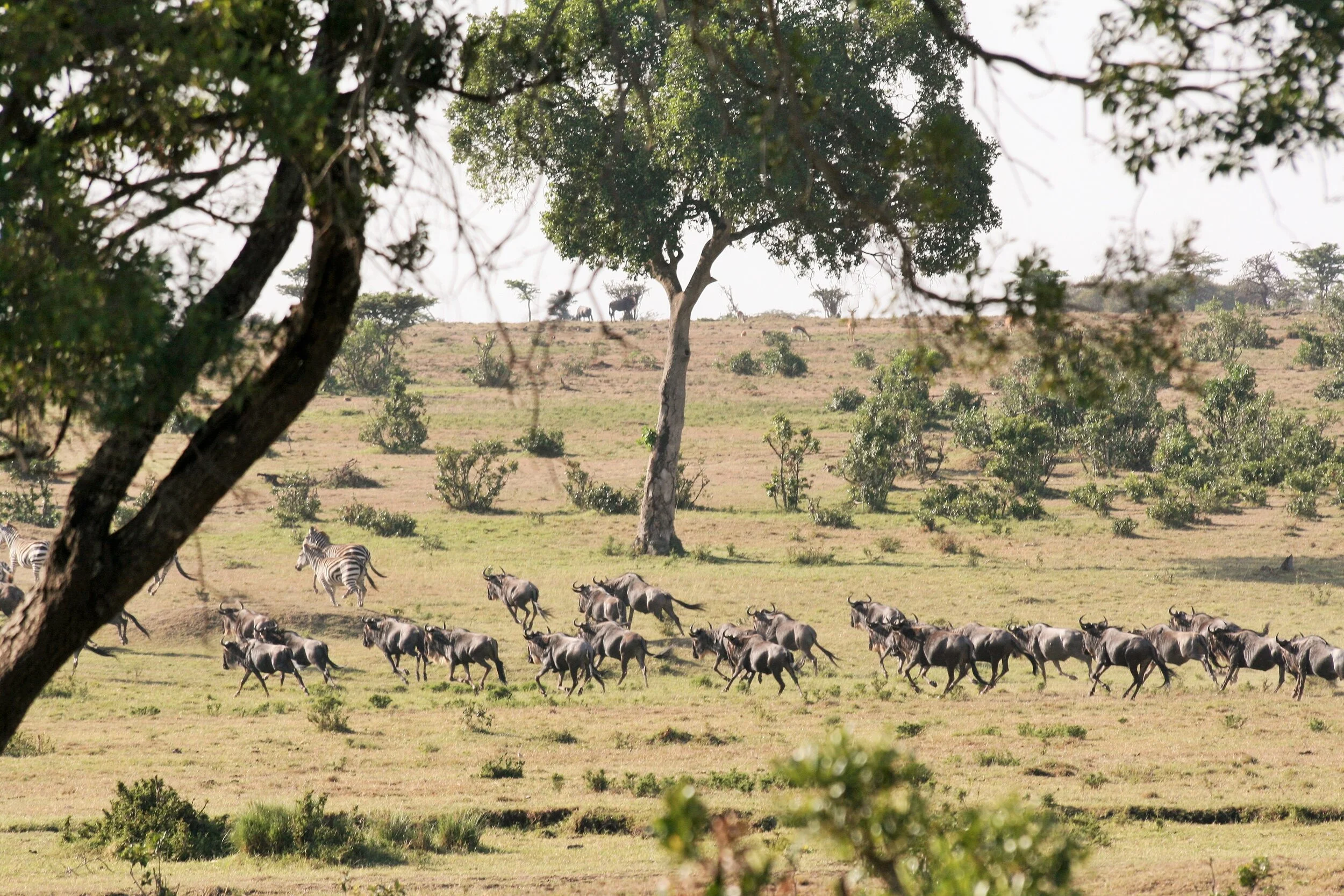 Stampeding wilderbeest, Masai Mara, Kenya